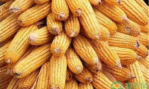 全国玉米期货价格最新行情走势(全国玉米期货价格最新行情走势图)_https://www.dongshengweixin.com_上交所_第1张