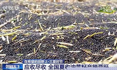 全国油菜籽期货实时行情(全国油菜籽期货实时行情走势)_https://www.dongshengweixin.com_北交所_第1张