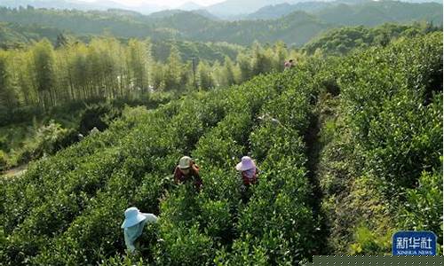 南平茶叶期货行情(南平茶叶市场)_https://www.dongshengweixin.com_北交所_第1张