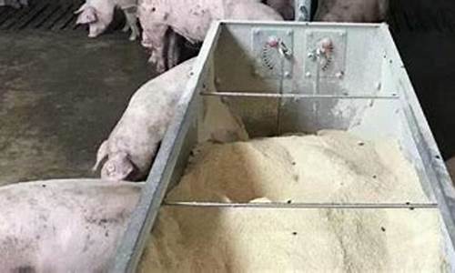 怎样喂猪一天长二斤(玉米养猪最简单配方)_https://www.dongshengweixin.com_深交所_第1张
