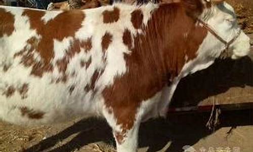 养殖肉牛20头投资多少(养殖肉牛20头利润多少)_https://www.dongshengweixin.com_北交所_第1张