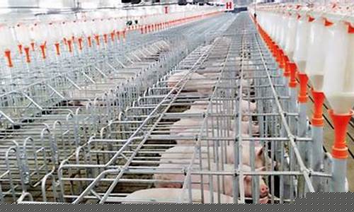 养猪场全套设备(养猪场全套设备多少钱)_https://www.dongshengweixin.com_深交所_第1张